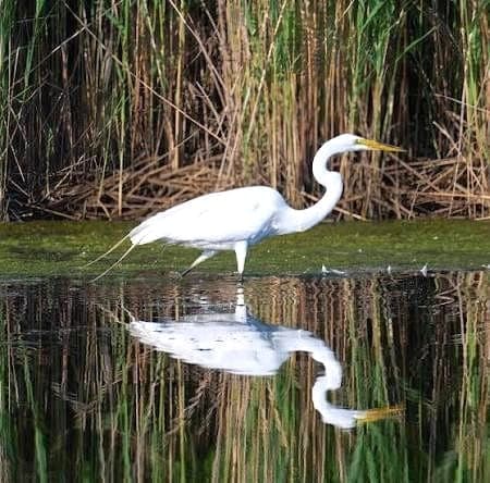 A great egret wades through still water in the Great Swamp, its reflection visible below.